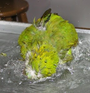 parrot splashing 02 288x300 1